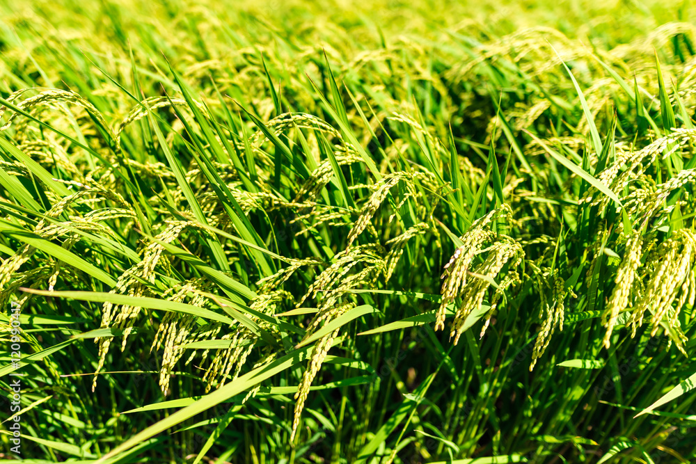 Rice, background. Okinawa, Japan, Asia. Rice, background. Okinawa, Japan, Asia.