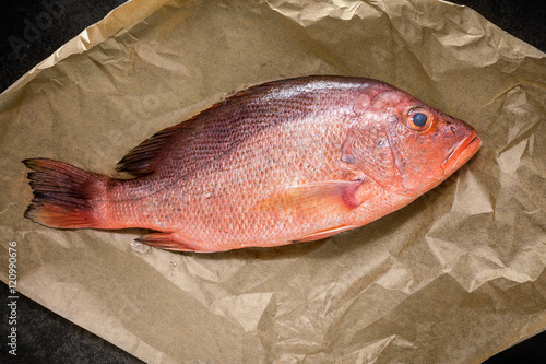 Single Raw Red snapper fish on backing paper, top view