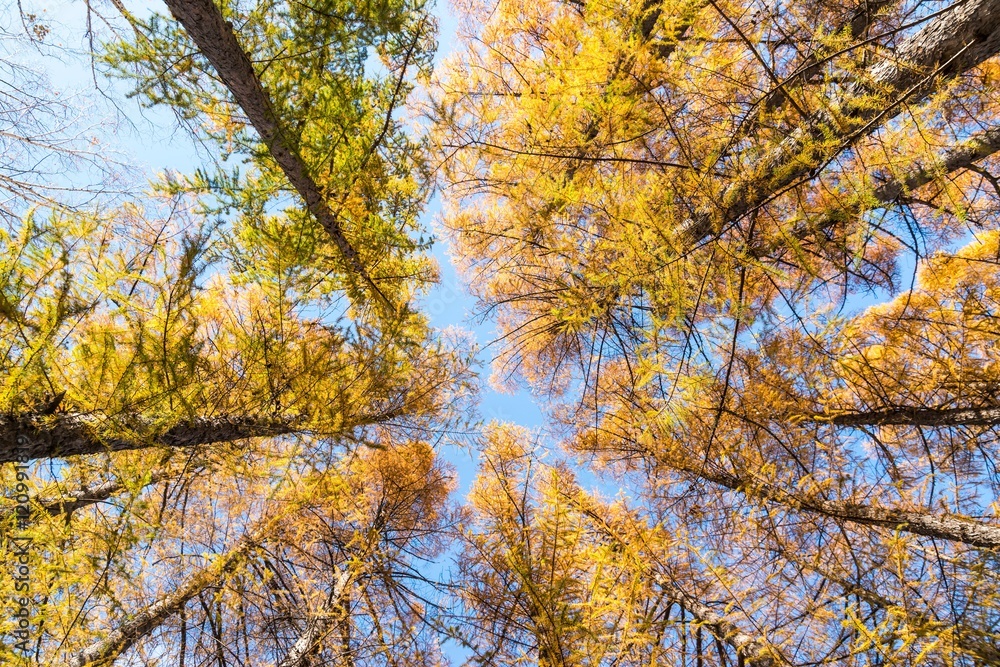 見上げた落葉松