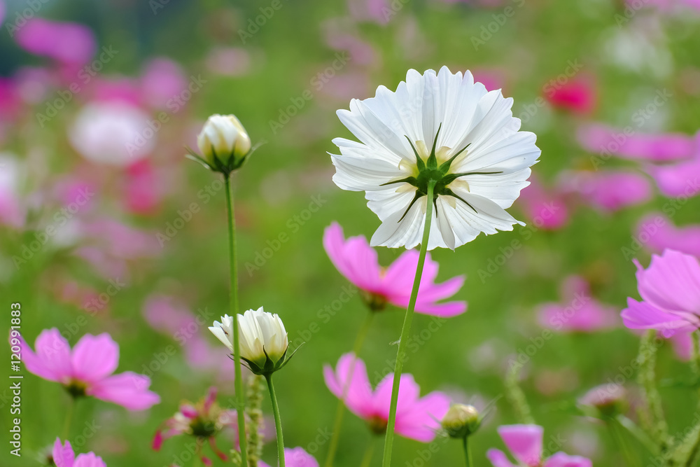 Cosmos flowers summer. Cosmos flowers summer.