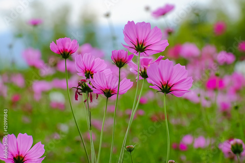 Cosmos flowers summer.