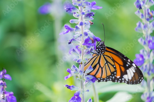 Beautiful orange wings of butterfly on wild flower.