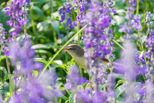 ird hovering and perching on purple flowers.