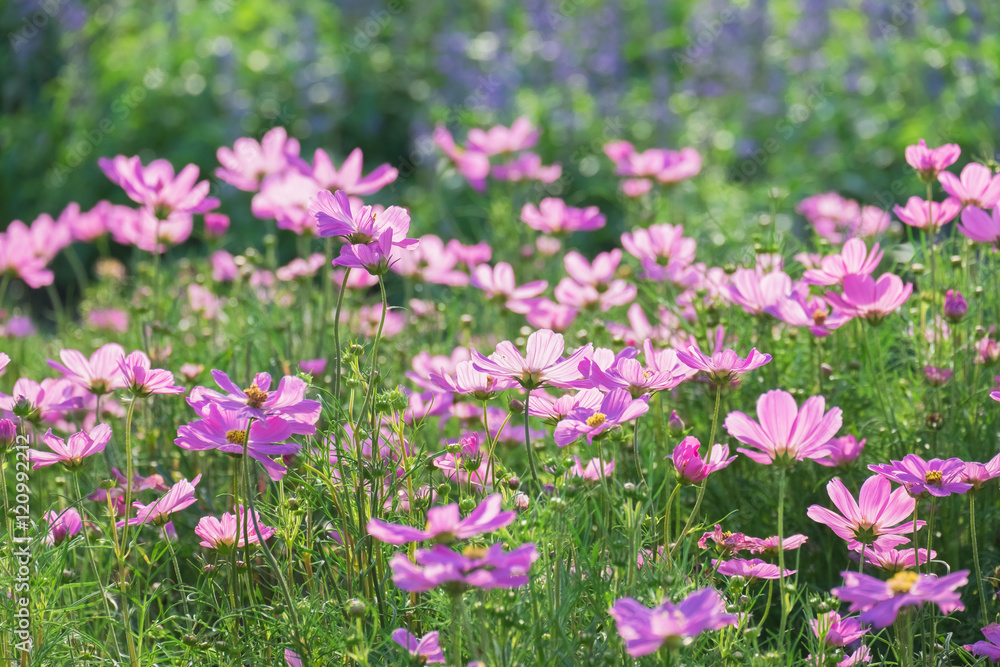 Cosmos flowers summer.