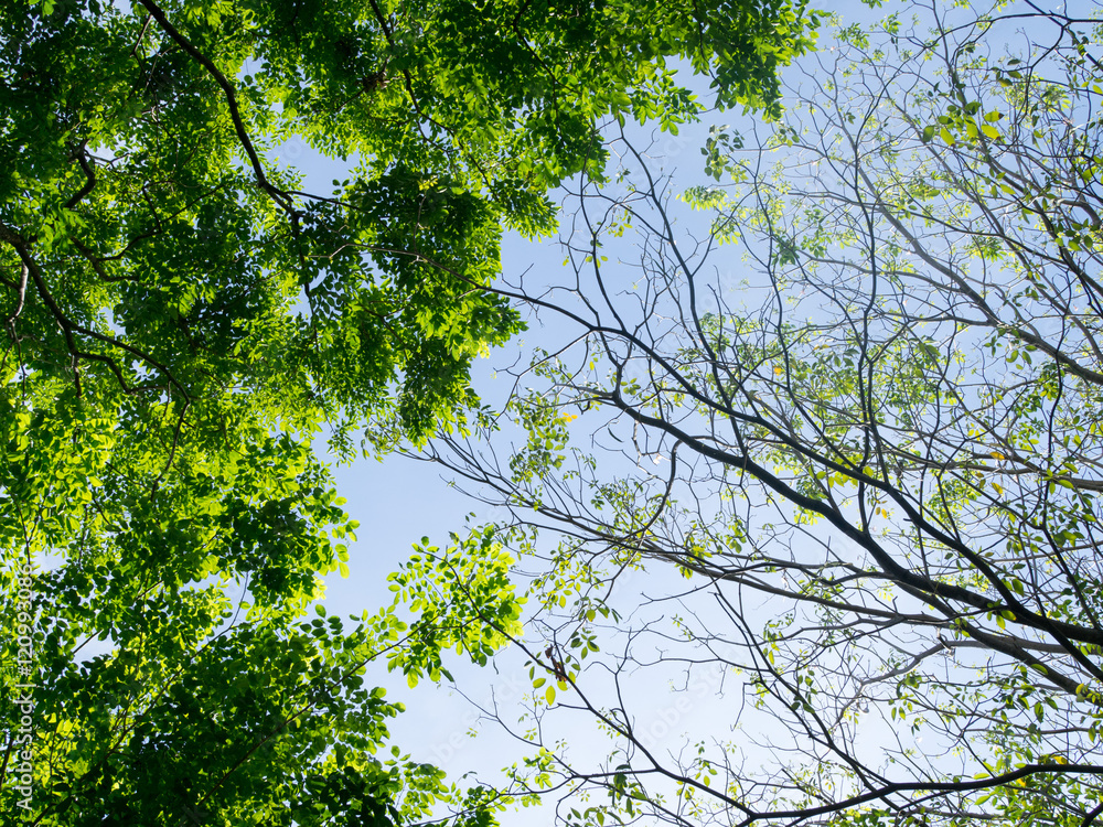 Fototapeta premium Tree. Perspective unique nature green leave view from under big green tree. Two sides of different tree, one has green leaves another one has a few leaves. Natural, season and environment concept.