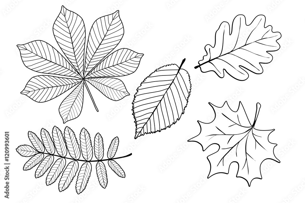 Obraz premium Herbstblätter