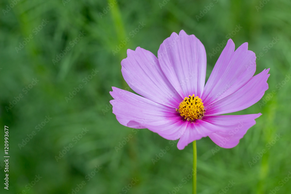 Cosmos flower Cosmos flower