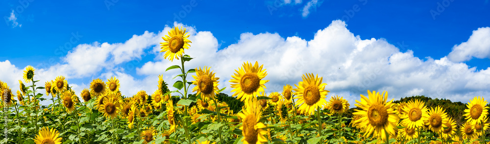 Fototapeta premium Letnie chmury w słonecznikowym polu