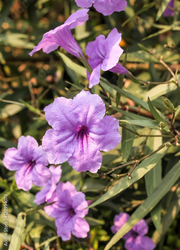 Fresh group purple ruellias flower in the garden photo