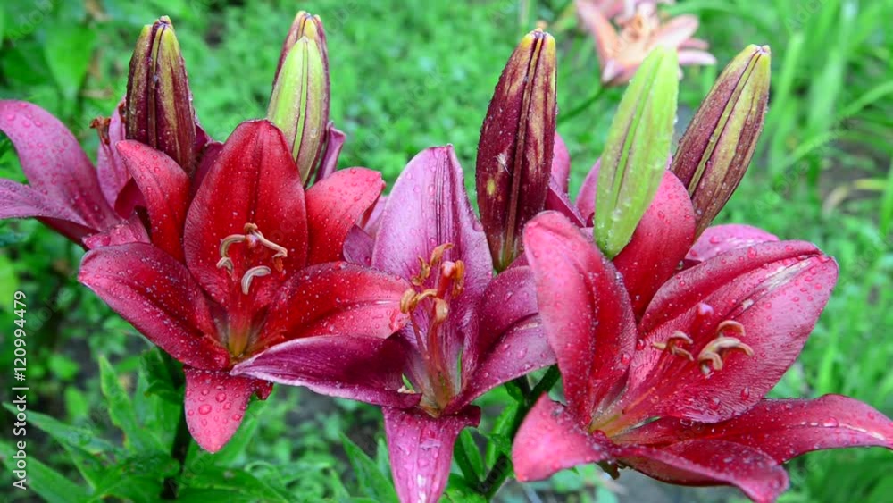 Beautiful pink lily in drops of water after rain Beautiful pink lily in drops of water after rain