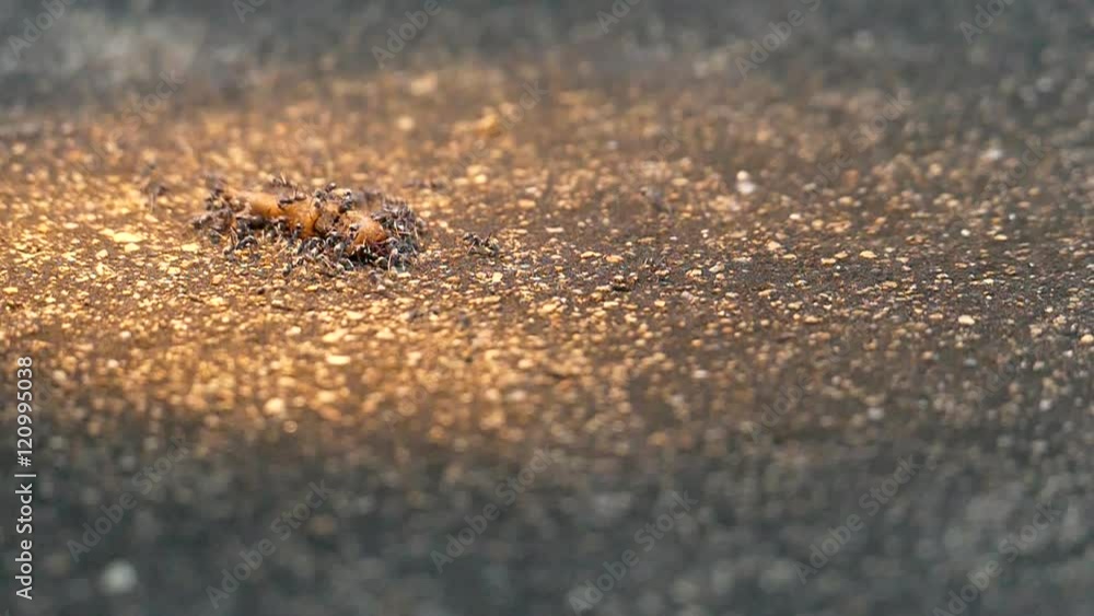 Thousands of black ants running on the ground slow motion 120 fps:HD Thousands of black ants running on the ground slow motion 120 fps:HD