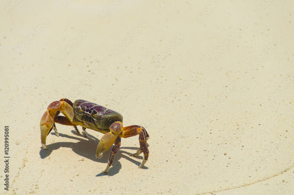 crab on the beach , koh tachai , thailand crab on the beach , koh tachai , thailand