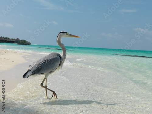 Maldives. A bird standing on one leg on the beach. Sunny day.  © ustiv