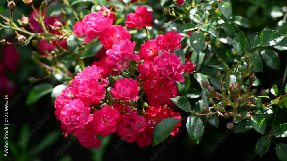 Plentifully flowering bush of pink roses Plentifully flowering bush of pink roses
