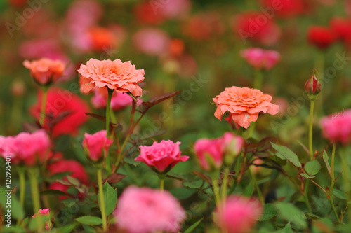 field of roses (Rosaceae) and blur background © kuarmungadd