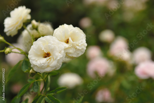 natural white rose flower close up on green bush