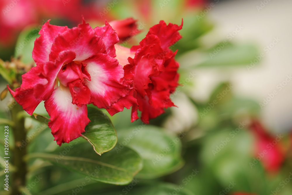 Pink Desert Rose or Impala Lily or Mock Azalea flower Pink Desert Rose or Impala Lily or Mock Azalea flower