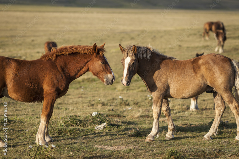 Two brown foals play in a green field. Sunset light