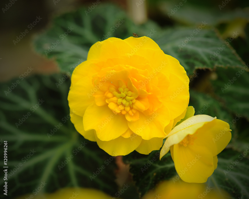 yellow dahlia flowers and green leaves background yellow dahlia flowers and green leaves background