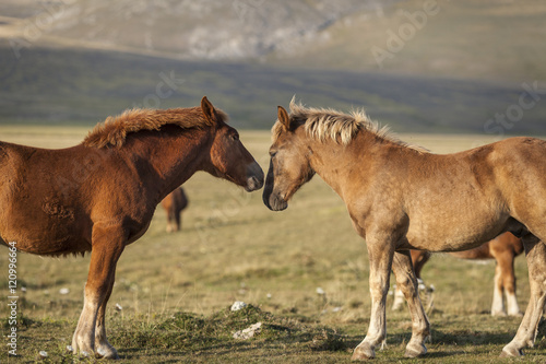Two brown foals play in a green field. Sunset light