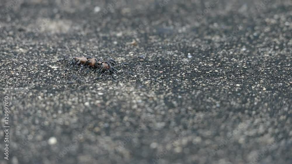 Thousands of black ants running on the ground:FullHD Thousands of black ants running on the ground:FullHD