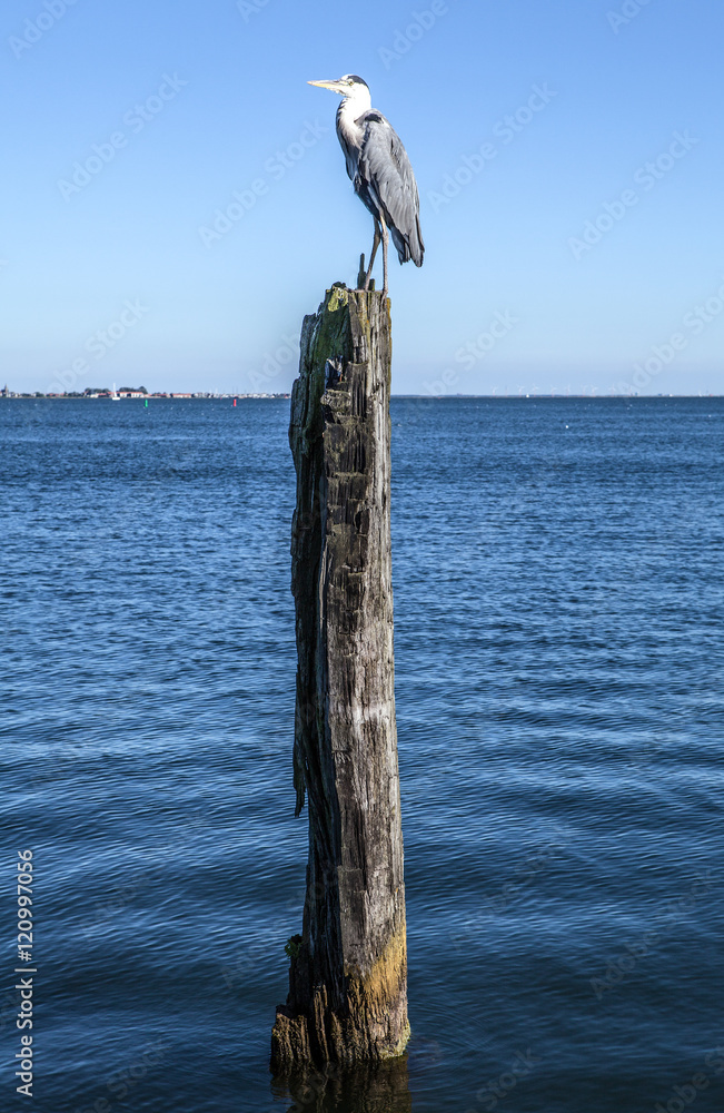 Heron sits on an old wooden log sticking out of water.