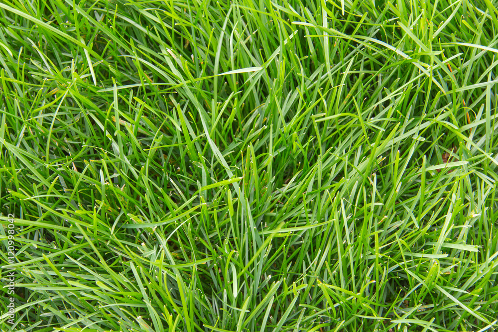 green grass selective focus green grass selective focus