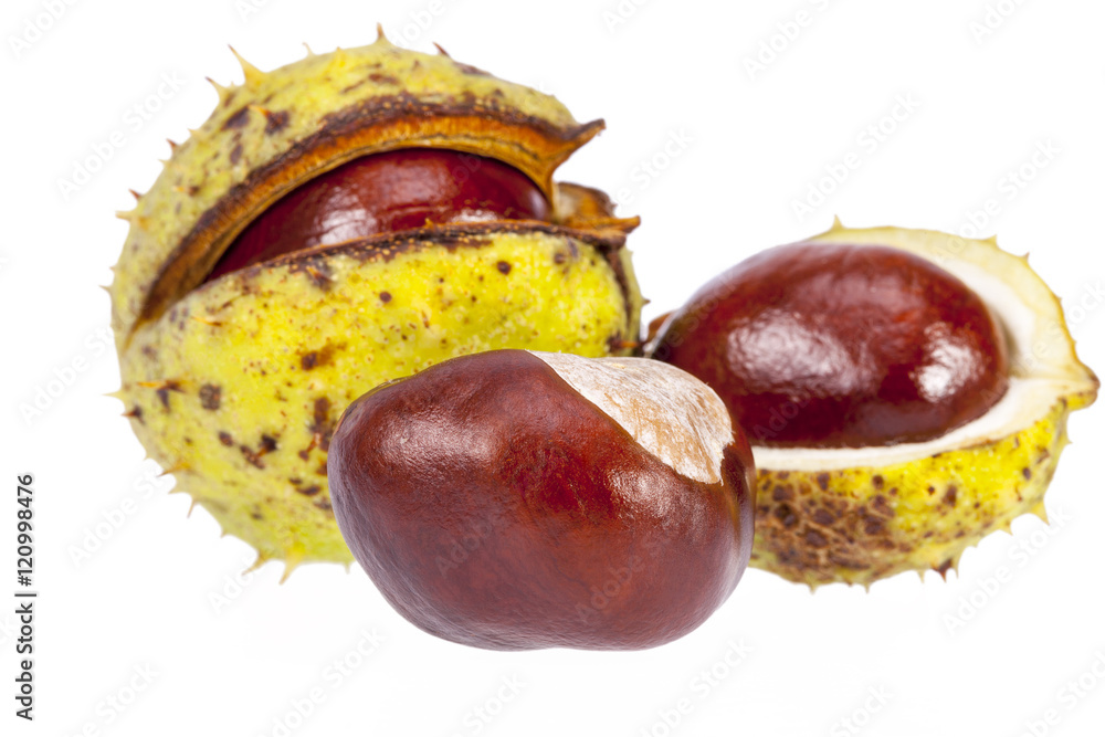 Fruits of chestnuts in green shell isolated on white background