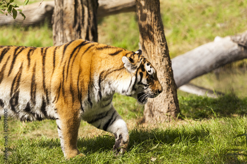 Fototapeta Naklejka Na Ścianę i Meble -  Beautiful Tiger