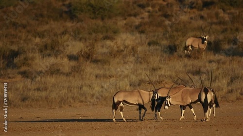 Gemsbok antelopes (Oryx gazella) in natural habitat, Kalahari desert, South Africa