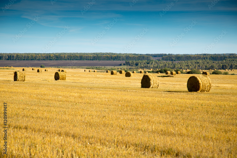 Fototapeta premium haystack in a field