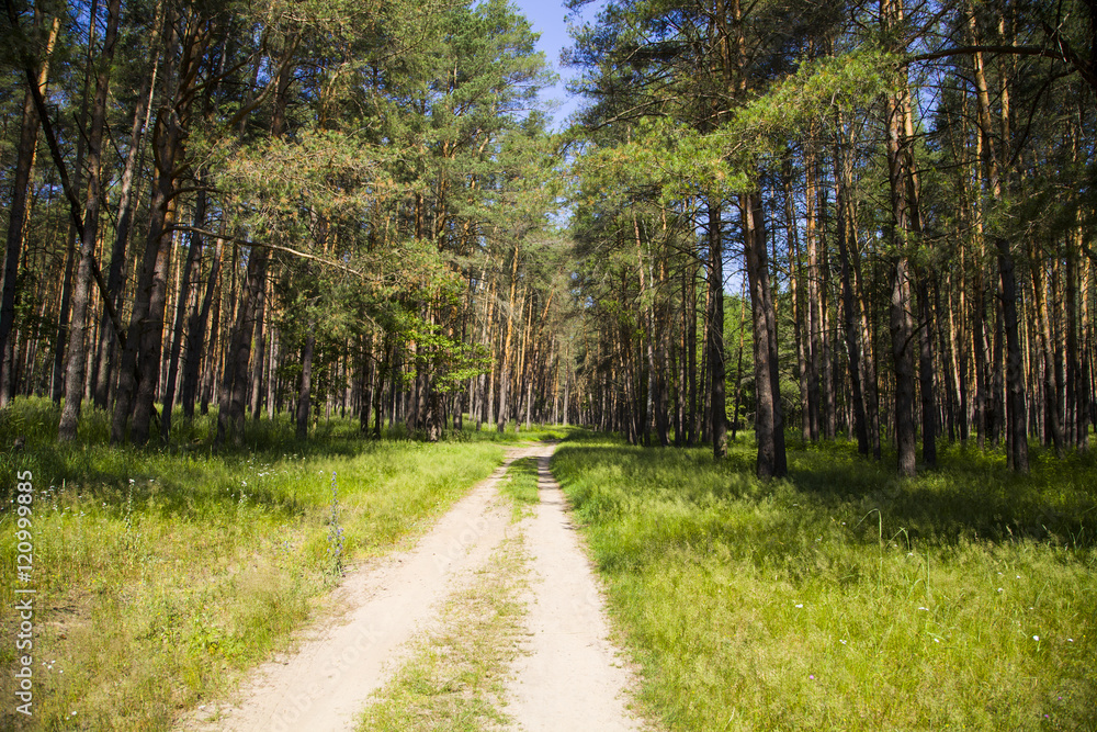 Fototapeta premium Pine forest in sunny summer day