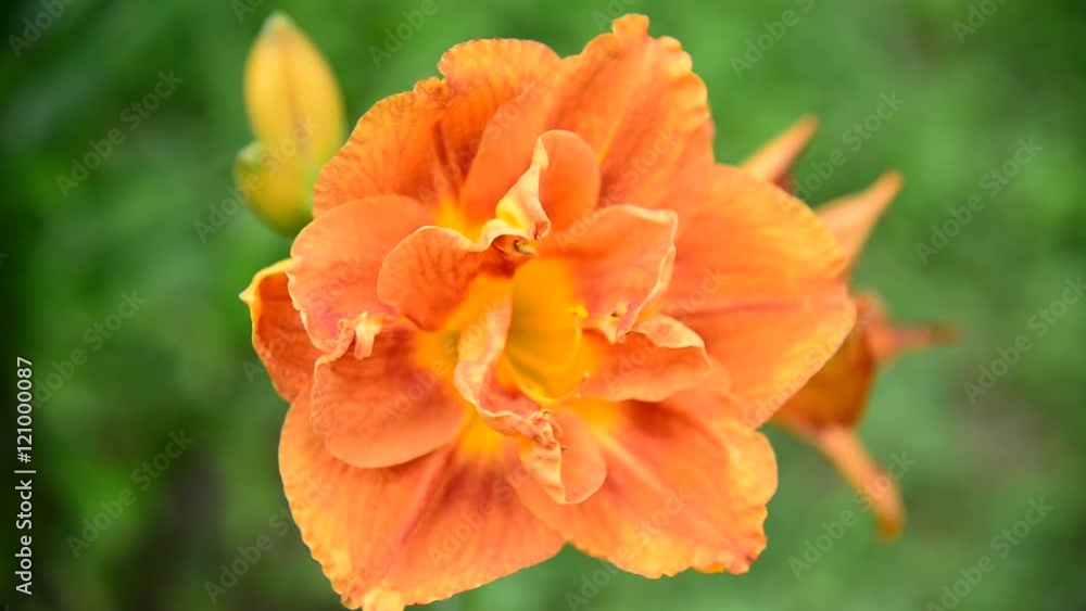 orange lily in flowerbed close-up orange lily in flowerbed close-up