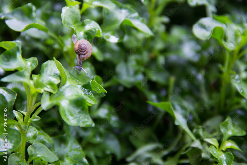 snail on wet green leaves, low key, selective focus, after rain snail on wet green leaves, low key, selective focus, after rain
