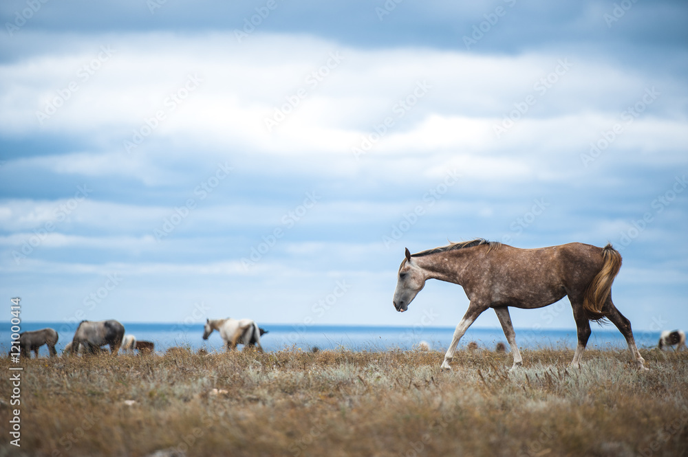 Obraz premium Horse in a field, farm animals, nature series