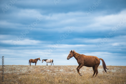 Horse in a field  farm animals  nature series
