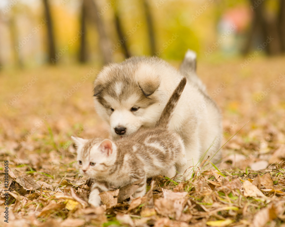 Alaskan malamute puppy playing with tabby kitten on the autumn forest
