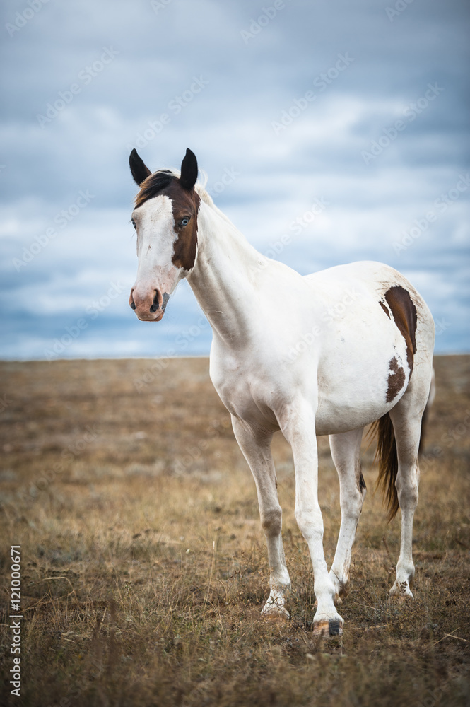 Horse in a field, farm animals, nature series Horse in a field, farm animals, nature series