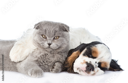 Cocker Spaniel puppy sleep with kitten. isolated on white  © Ermolaev Alexandr