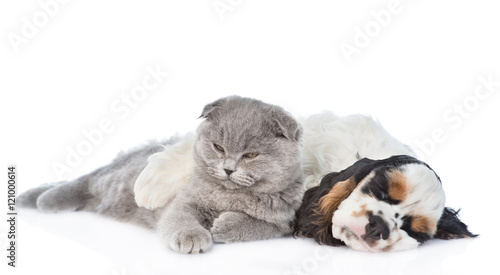 Cocker Spaniel puppy sleep with kitten. isolated on white 