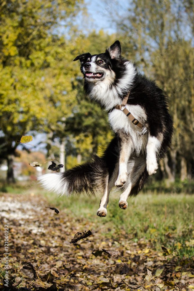 Fliegender Australian Shepherd Hund im Herbstlaub