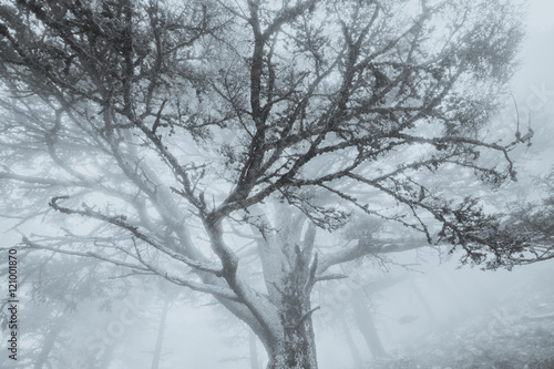 Mist in the mountain forest. Turkey. © igorp17