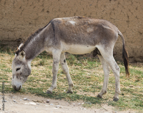 Turkmenian kulan (Equus hemionus kulan), also known as the Transcaspian wild ass. Wild life animal. photo