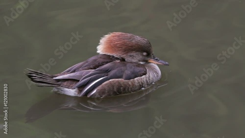 Female hooded merganser duck