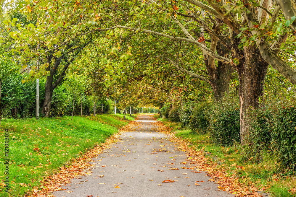 Fototapeta premium path in foliage