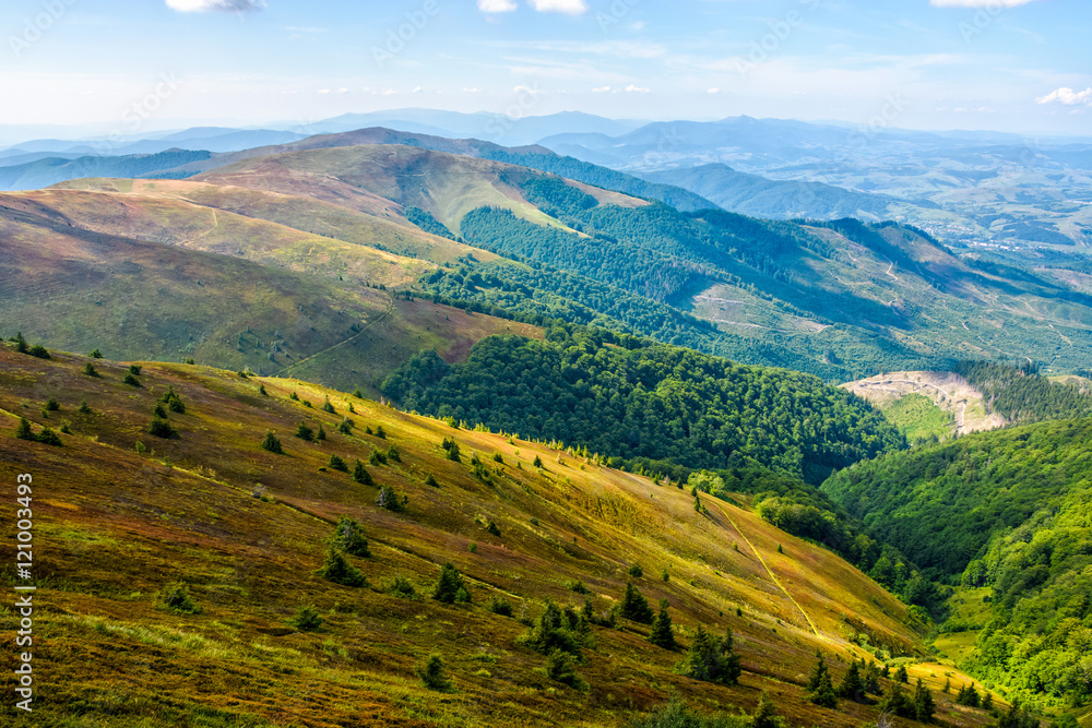 Fototapeta premium las i łąka na zboczu wzgórza
