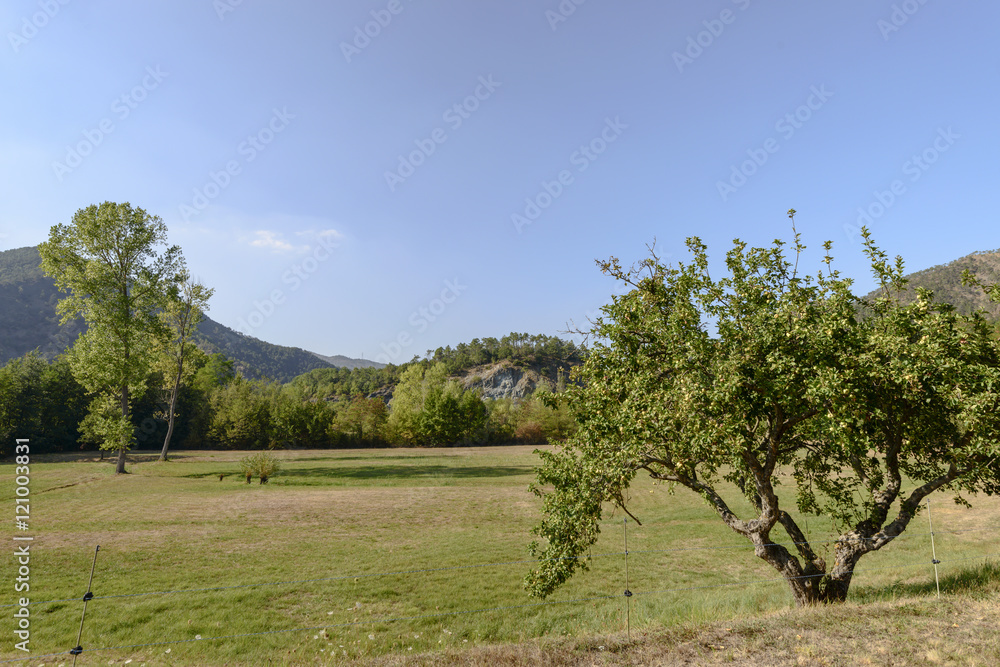 apple tree and glade at santa Maria alla Croce abbey, Tiglieto,