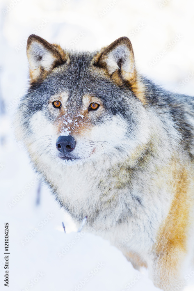 Wolf stands in beautiful winter landscape