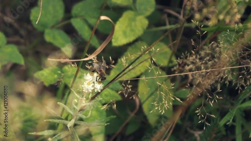 Biene saugt Necktar aus Blüte (slow motion)