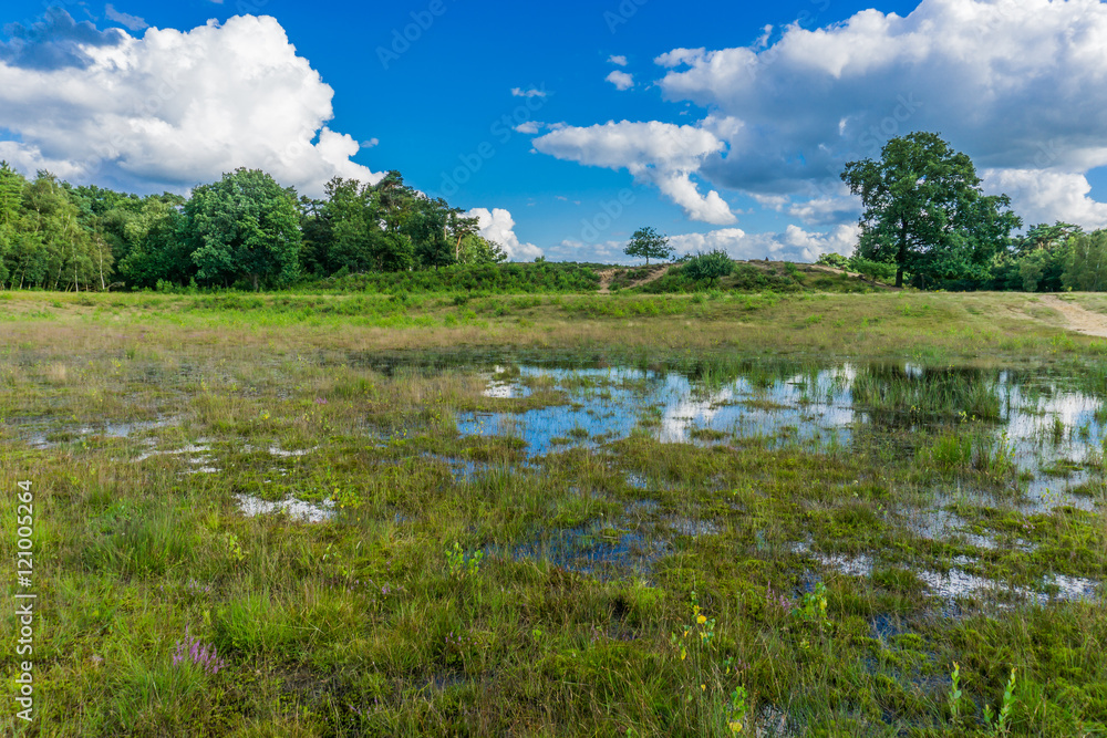 Fototapeta premium beautiful heather forest landscape with huge reflecting water puddle